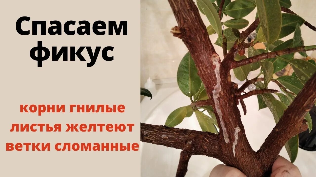 Корни фикуса сгнили. Корни фикуса сгнили. Корни фикуса сгнили. Здоровые корни фикуса бенджамина. Клубни на корнях фикуса.