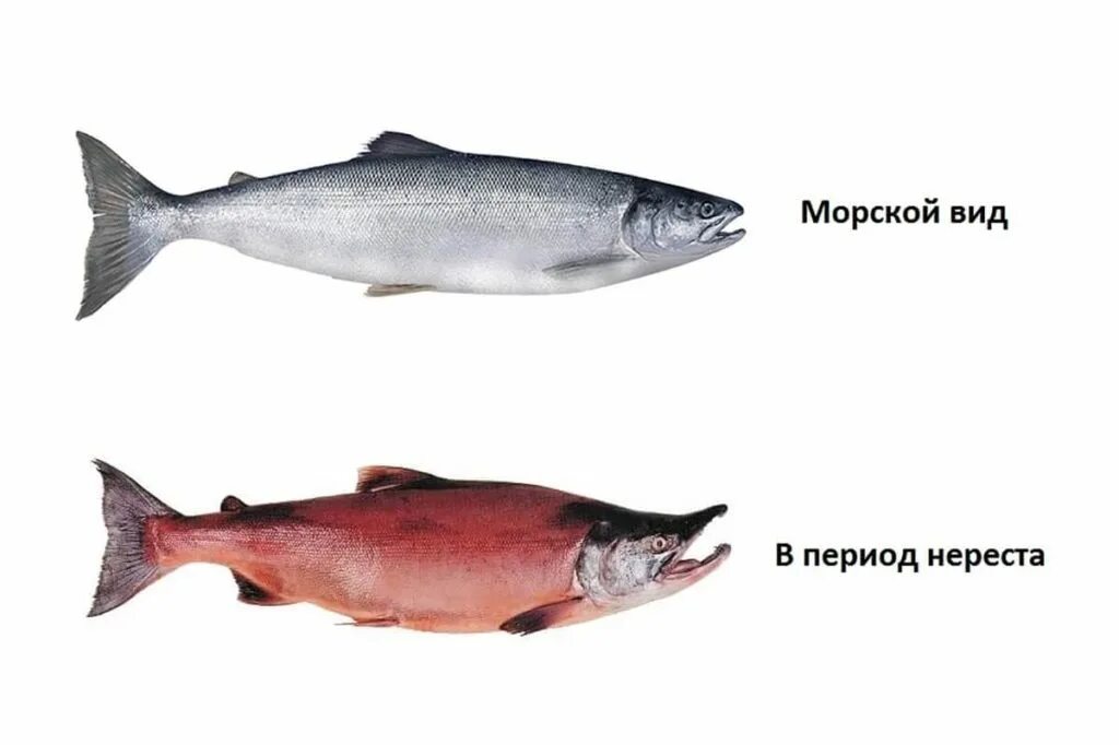 Кижуч рыба польза вред. Рыба семейства лососевых нерка. Нерка рыба красная. Кижуч и чавыча. Нерка нерестовые изменения.