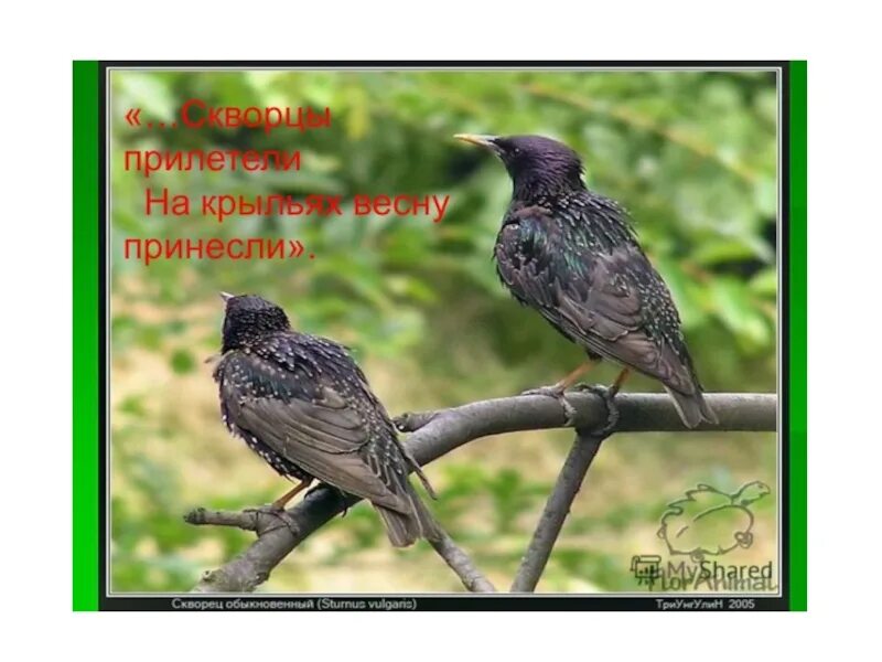 Рассказ куприна скворцы кратко. Куприн скворцы 4 класс. Куприн скворцы иллюстрации.