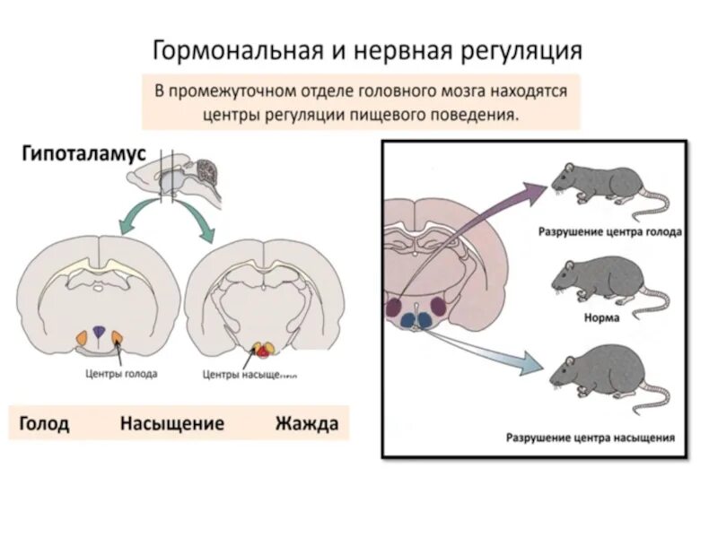 Регуляция голода и насыщения. Схема регуляции пищевого поведения. Центр голода и насыщения физиология. Центр насыщения в гипоталамусе.