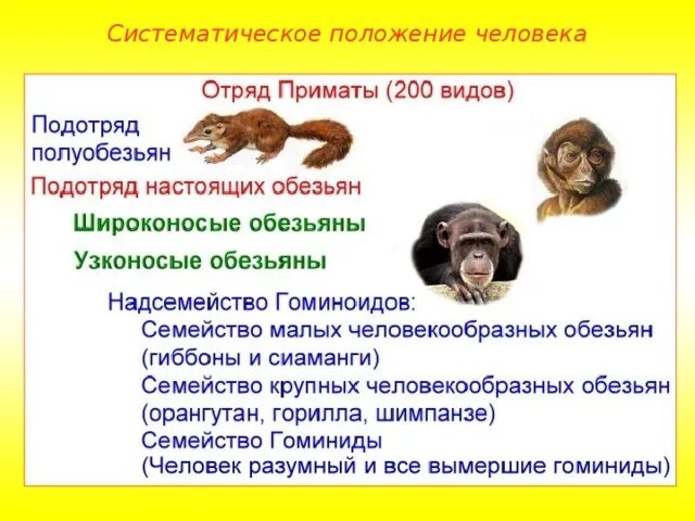 Систематическое положение человека. Систематическое положение человека в отряде приматов. Систиматическоетположение человека. Систематическое положение человека признаки. Человек относится к классу приматов