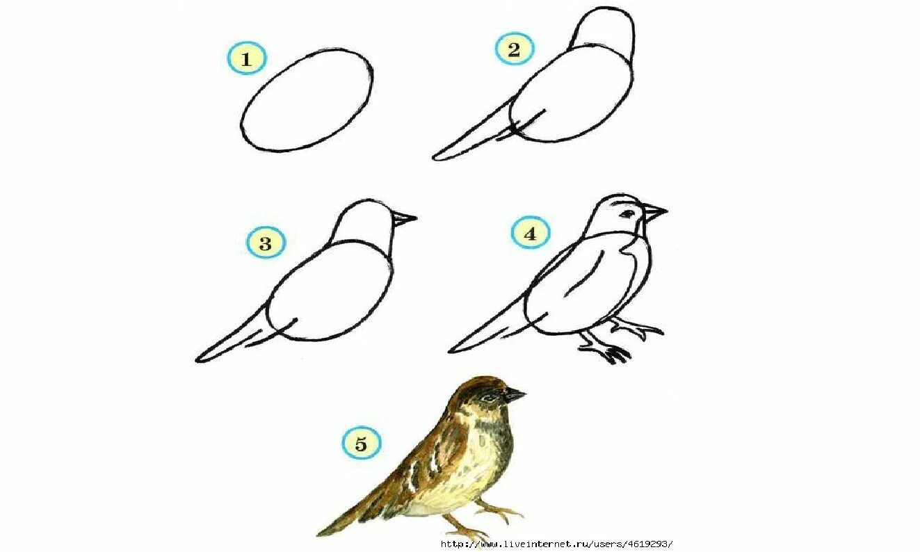 Схема рисования птицы. Рисование птицы в подготовительной группе. Рисование птиц с детьми средней группы. Рисование птицы в старшей группе. Рисуем птицу поэтапно презентация 2 класс