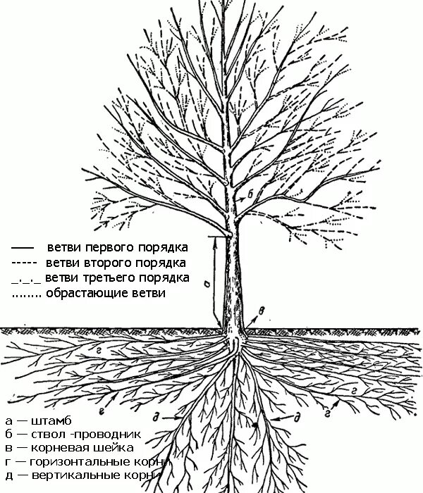 строение ветви дерева. обрезка веретено яблоня. схема обрезки плодовых деревьев. скелетные ветви деревьев это. схема структурной обрезки деревьев.
