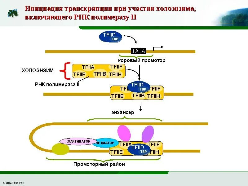 РНК полимеразы 2 инициация транскрипции. Факторы инициации транскрипции эукариот. Инициация транскрипции у эукариот. Транскрипционный комплекс у эукариот.