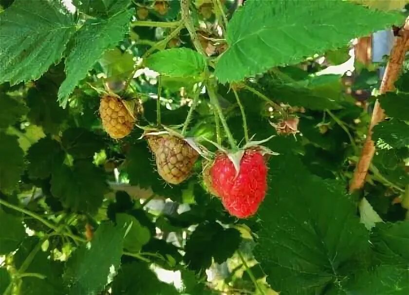 Малина сорта для урала фото Купить Малина ремонтантная Polana Малина GardenPlants