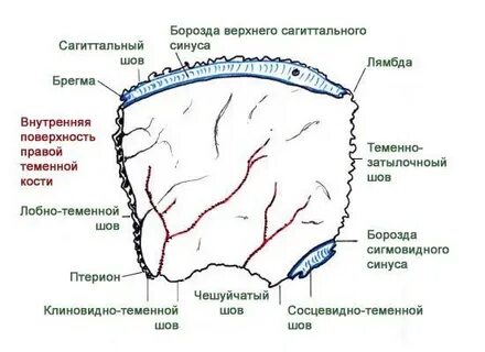 Борозда большого каменистого синуса