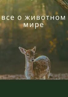 Книга животных дзен