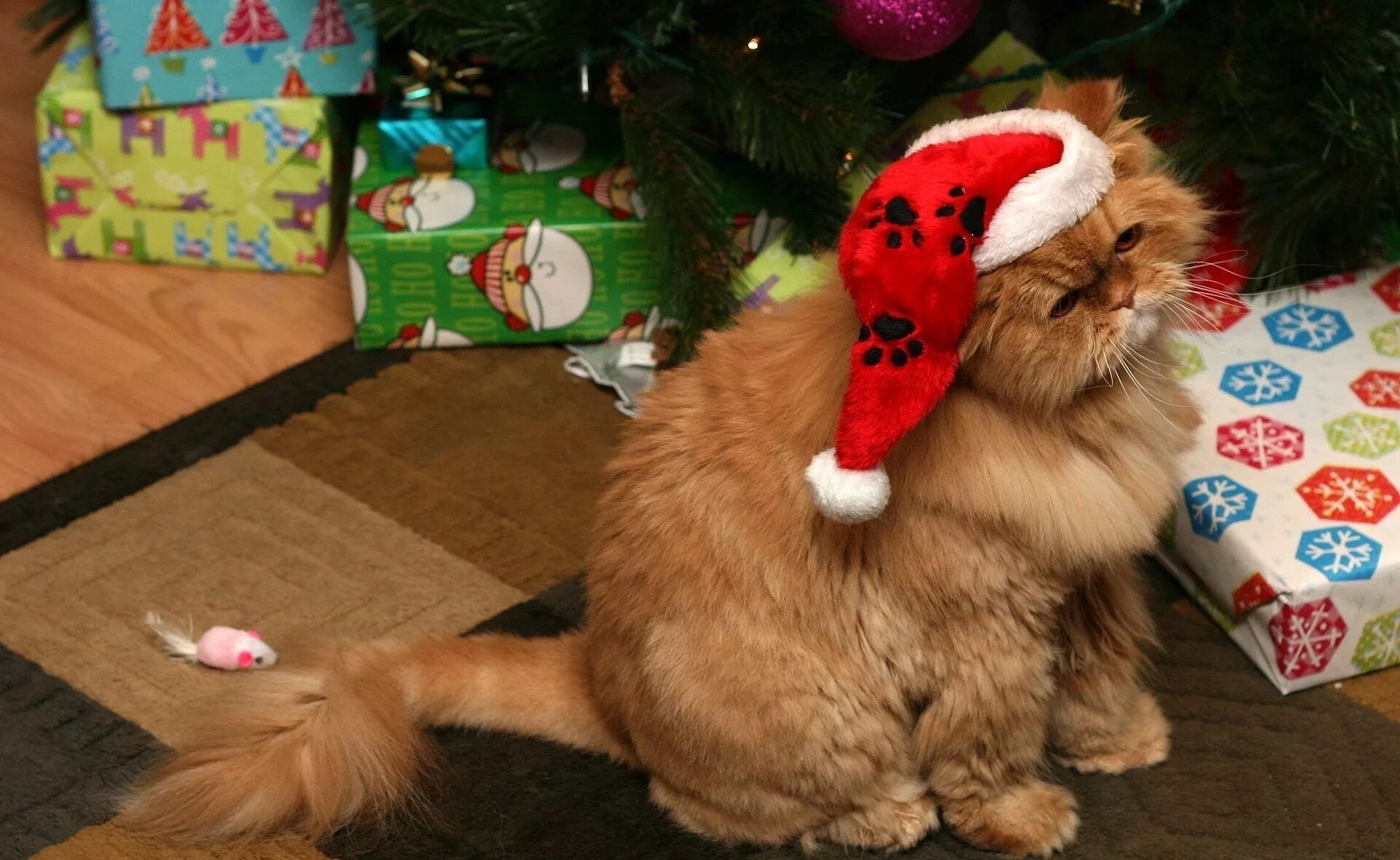 Нова кот. Смешные новогодние коты. Кот новый год. Рыжий кот с новым годом. Смешные новогодние картинки.