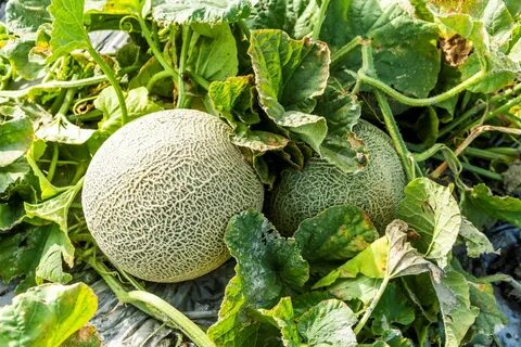 Scientists are creating a new generation of melons with futuristic features...