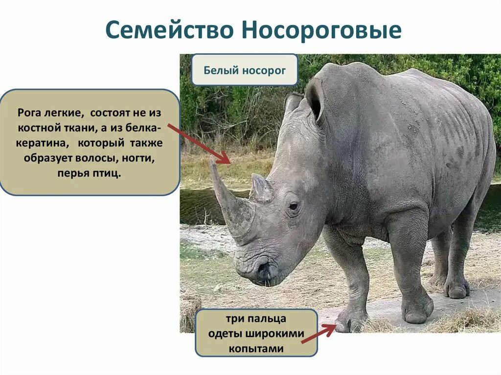 непарнокопытные носорог. отряду парнокопытные носорог. отряд непарнокопытные. носорог парнокопытное или. непарнокопытные носороговые.