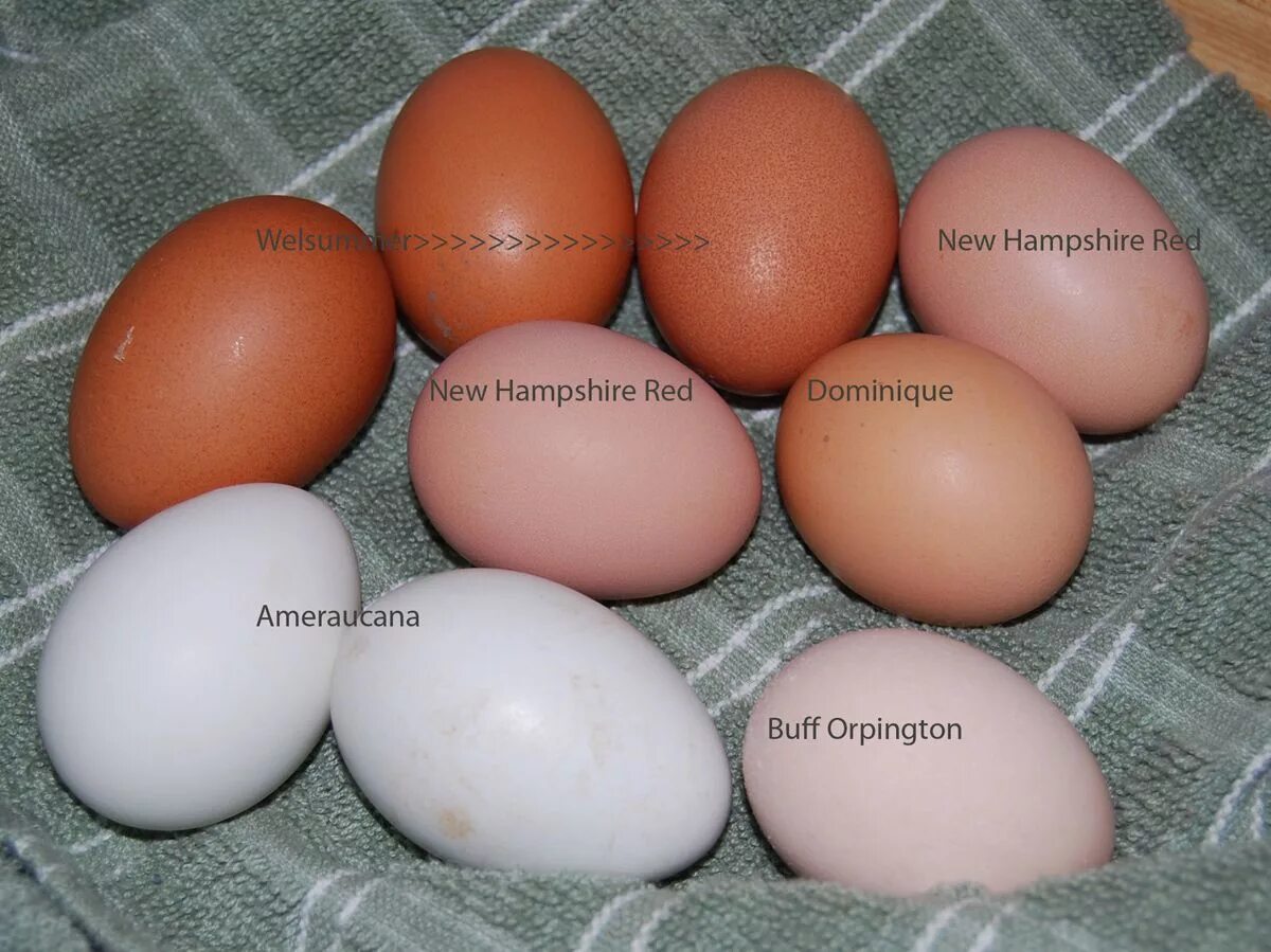 Яйцо доминанты купить. Яйца кур вельзумер. Яйца Марана и Амераукана. Вельзумер порода кур яйца. Орпингтоны куры яйца цвет.