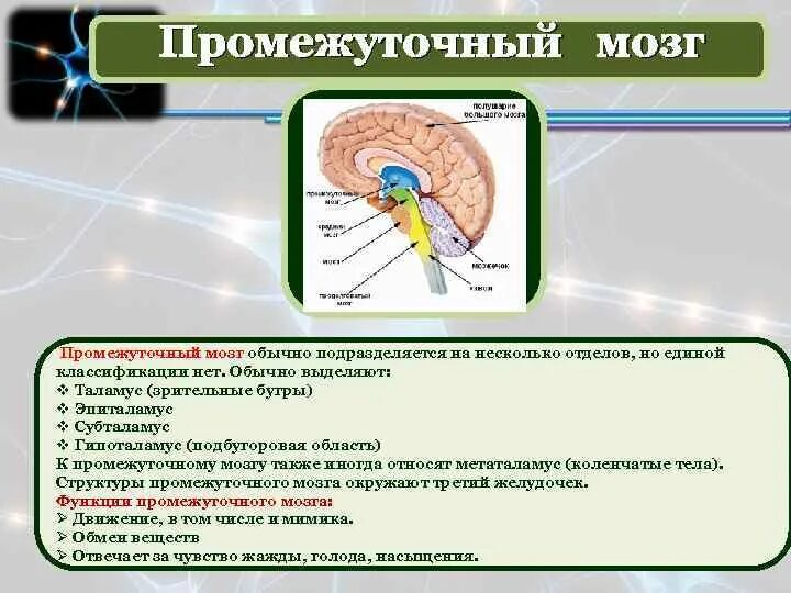 Промежуточный строение и функции. Метаталамус эпиталамус субталамус. Классификация ядер промежуточного мозга. Промежуточный мозг особенности строения и функции. Функции промежуточного мозга нервной системы человека.