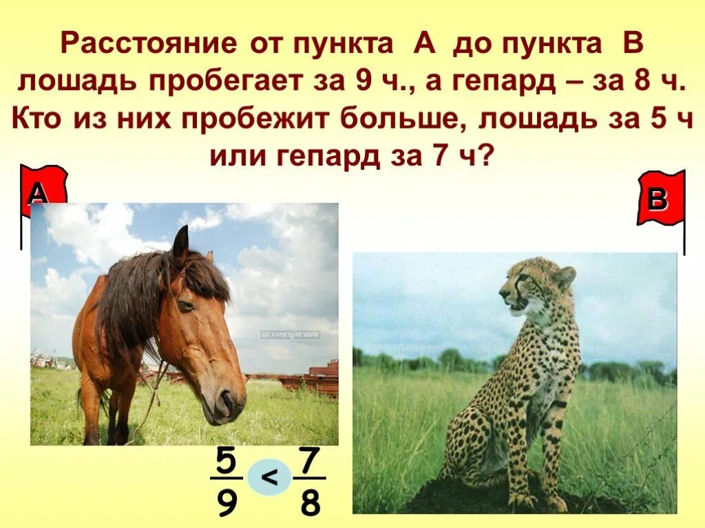 Сколько километров в час пробегает. Гепарды на лошади. Кто быстрее гепард или лошадь. Сколько километров в час пробегает гепард. Сколько километров в час пробегает лошадь.