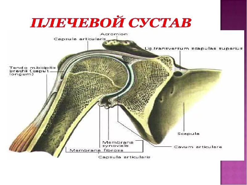 Анатомия плечевого сустава. Суставная впадина лопатки и головка плечевой кости. Суставная впадина плечевого сустава. Плечевой сустав в разрезе. Хирургическая анатомия плечевого сустава.