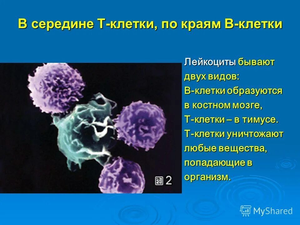 Т клетки. Лейкоциты бывают двух видов лимфоциты. Лейкоциты и фагоциты. Лейкоциты в тимусе.