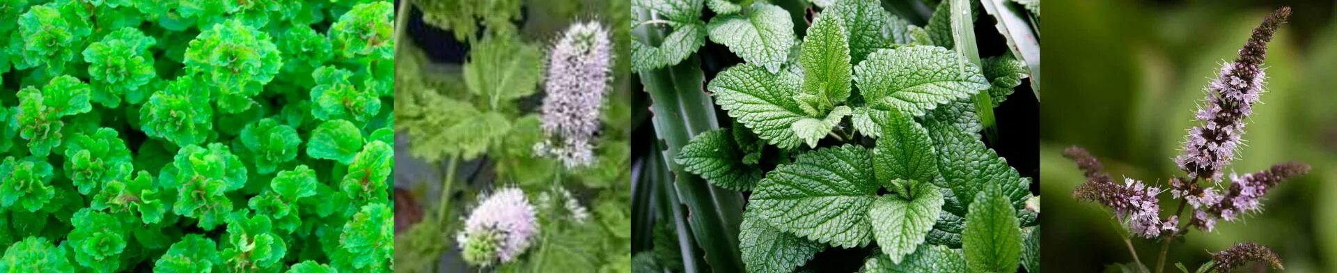 Мята при грудном вскармливании. Мята при гв. Чабрец с мятой. Перечная мята с чабрецом чай. Мята при гв.