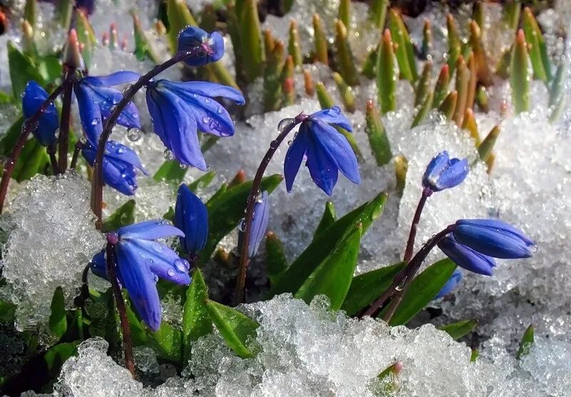 Март чистим. Пролески и подснежники. Подснежники синие пролески. Первоцветы пролески. Первоцветы (подснежники, крокусы, гиацинты)..