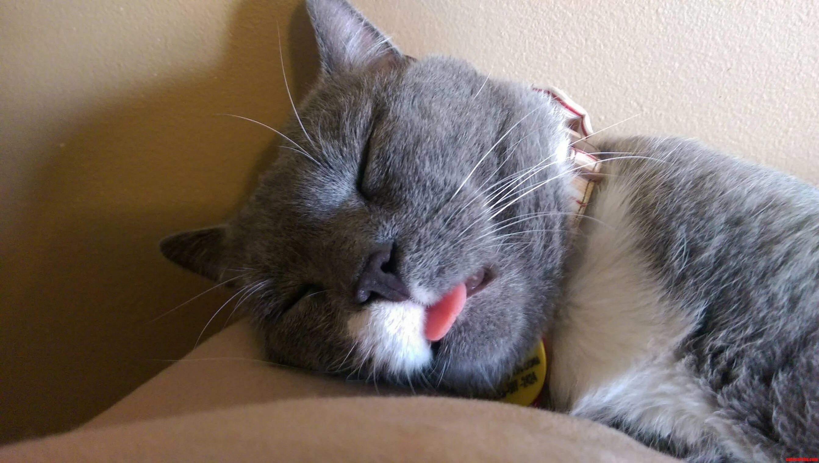 Sleeping language