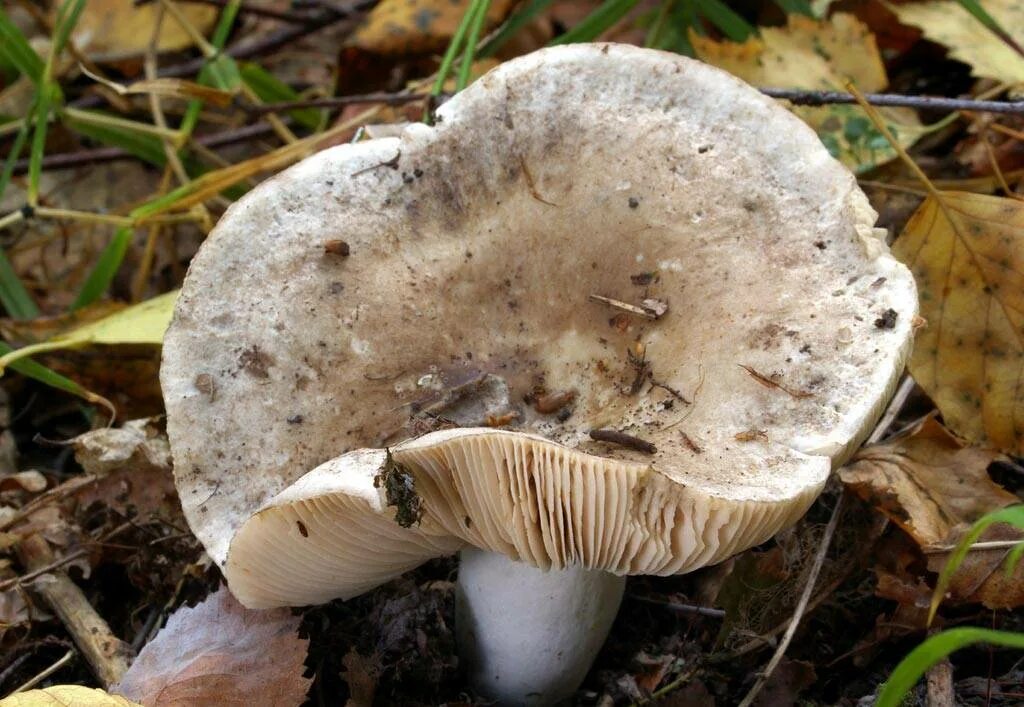 Заготовка груздей 5 букв сканворд. Подгруздок Russula adusta. Подгруздок чёрный Russula adusta.. Подгруздок белый. Russula Delica (подгруздок белый).