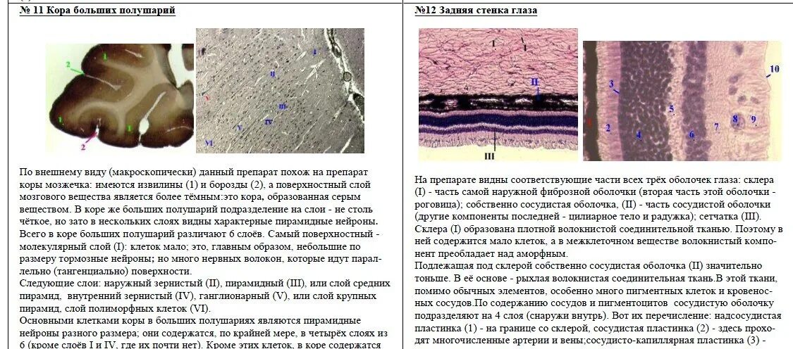 Гистология препараты к экзамену. Препараты по гистологии экзамен. Экзаменационные препараты гистология. Описание препаратов по гистологии.