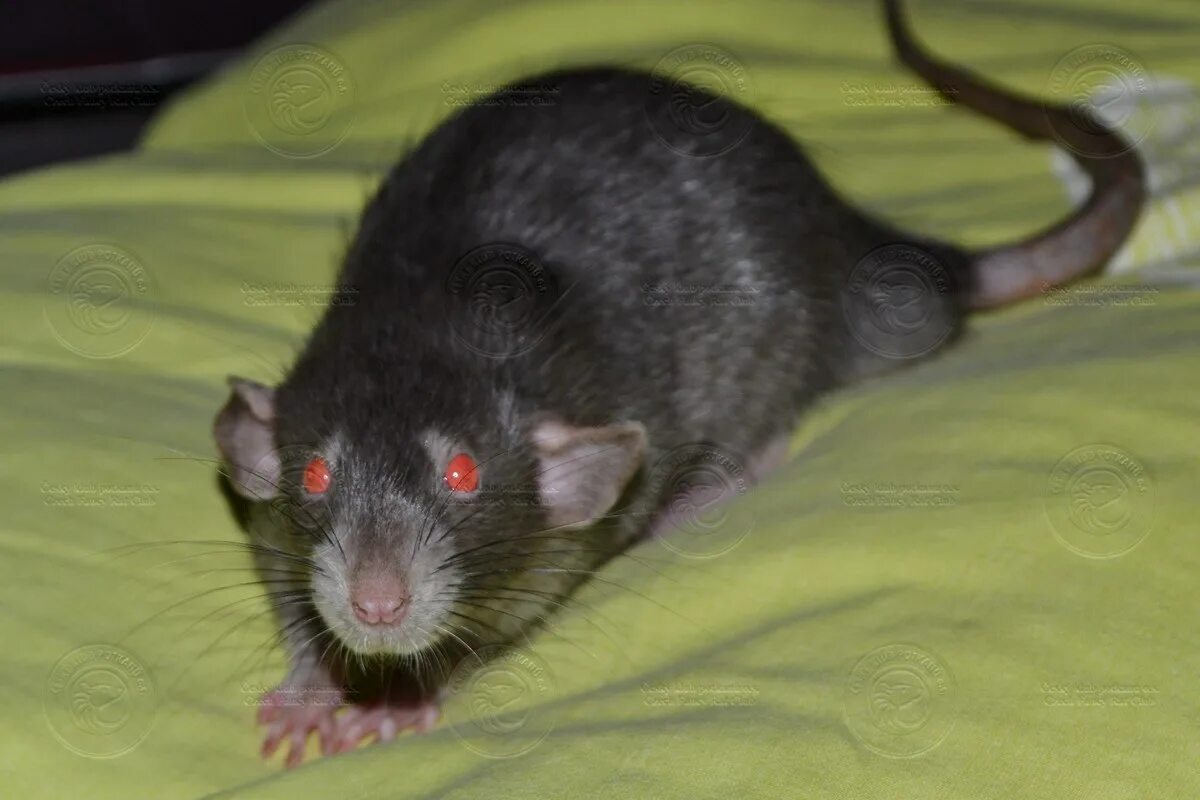 крыса мем. строение крысы. почему друг крыса. крыса гибрид. обнимашки крыс.