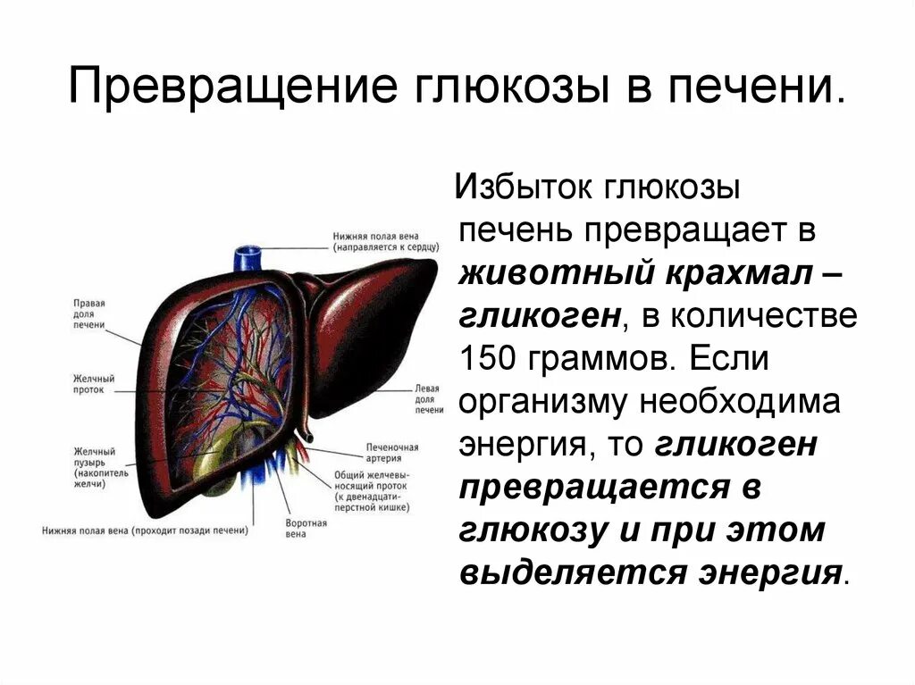 Превращение глюкозы в печени