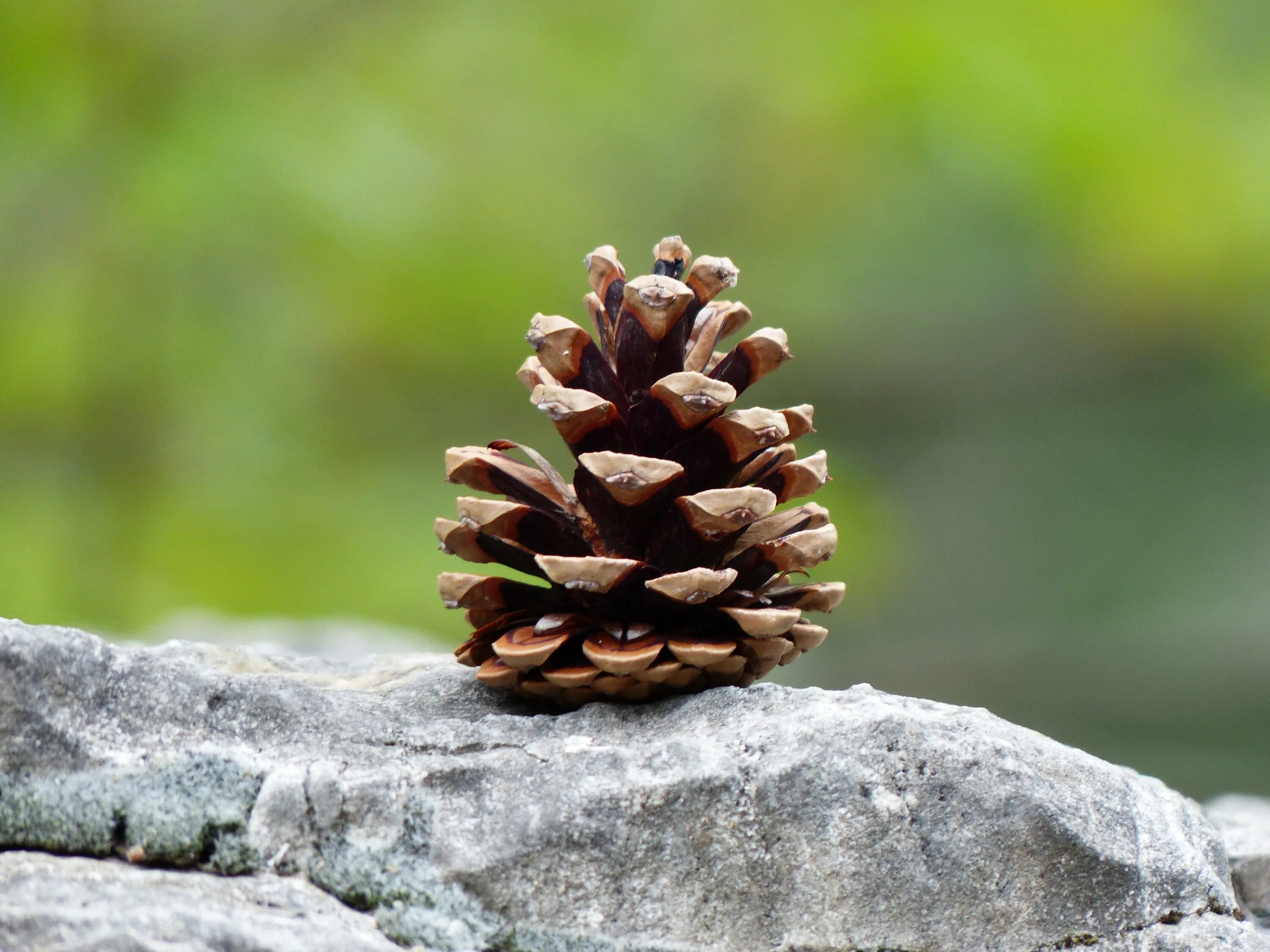 Шишк. Сосна остистая шишки. Сосна Пиния шишки. .Pinus Ponderosa Dougl шишки. Сосна калабрийская шишки.