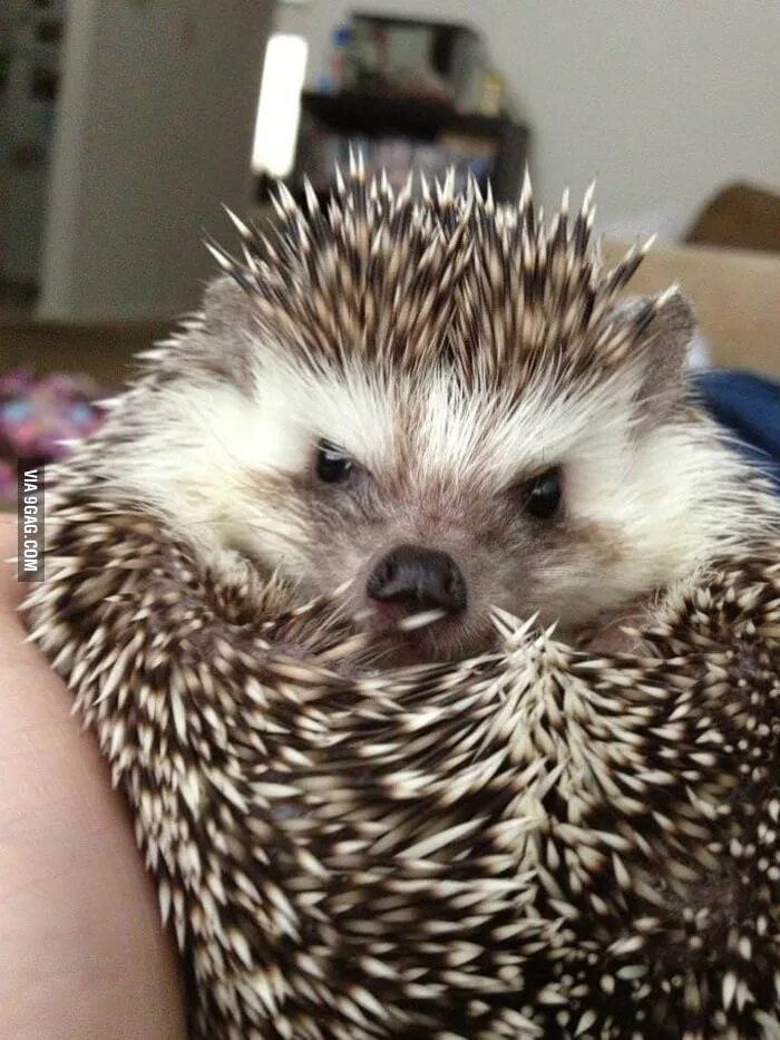 Angry hedgehog