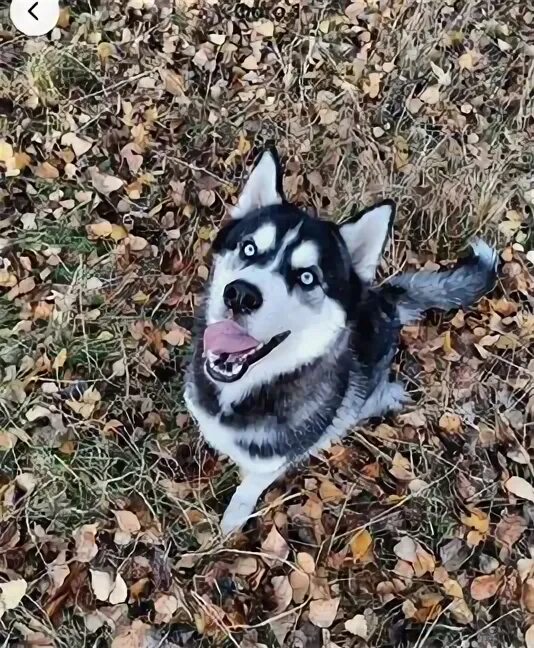 Щенки породы хаски. Раз на раз хаски. Дом где хаски снимал клип. Хаски снимают. Собака устроила погром в квартире.