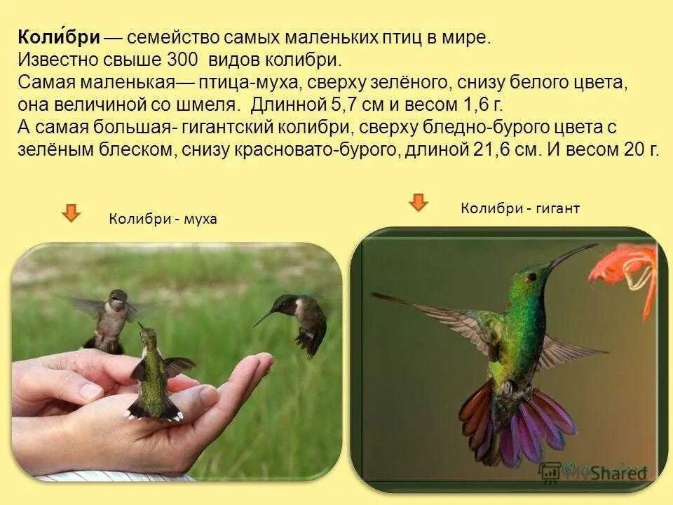 Исправьте ошибку пугливый колибри. Колибри описание. самая маленькая птица в мире колибри. колибри краткая информация. сообщение о колибри.