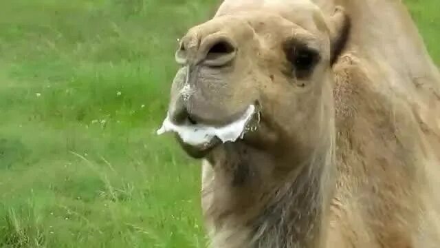 Как плюется верблюд видео