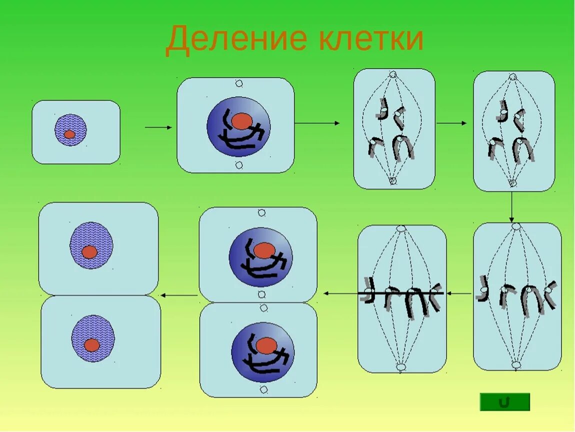 Тест жизнедеятельности клетки