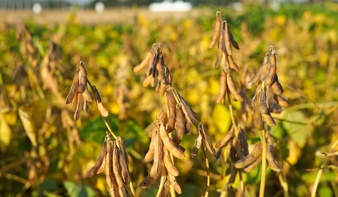 семена сои альтона рс2. соя растение. семена сои альтона рс2. соя поле. внии сои сорт даурия.