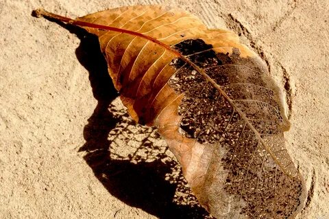 Death leaves