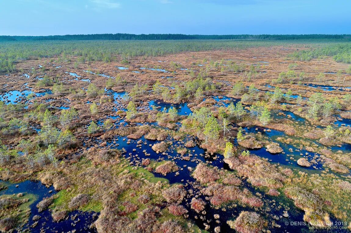 кстининское болото. бебжански парк в польше. кауштинское болото ленинградская область. болото трясина топь. никандровское болото.