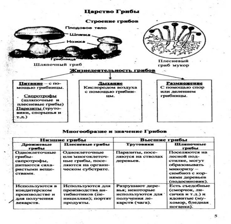 Опорный конспект по биологии 5 класс грибы. Грибы классификация одноклеточные и многоклеточные. Таблица грибов по биологии 5 класс. Царство грибов 7 класс биология таблица. Характеристика грибов 7 класс биология