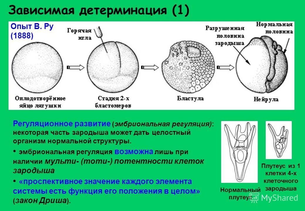 Клетка онтогенез. Эмбриональная детерминация. Эмбриональная регуляция. Онтогенез эмбриональная регуляция. Детерминация и дифференцировка клеток в эмбриональном.