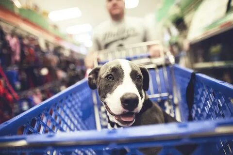 Shops dog