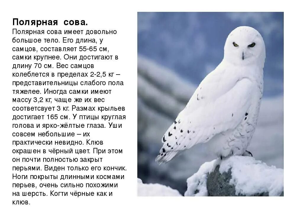 Полярная Сова в Московском зоопарке. Полярная Сова доклад 4 класс. Информация о белой сове. Информация о полярной сове.