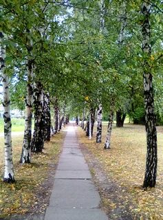 Березовая аллея отзывы
