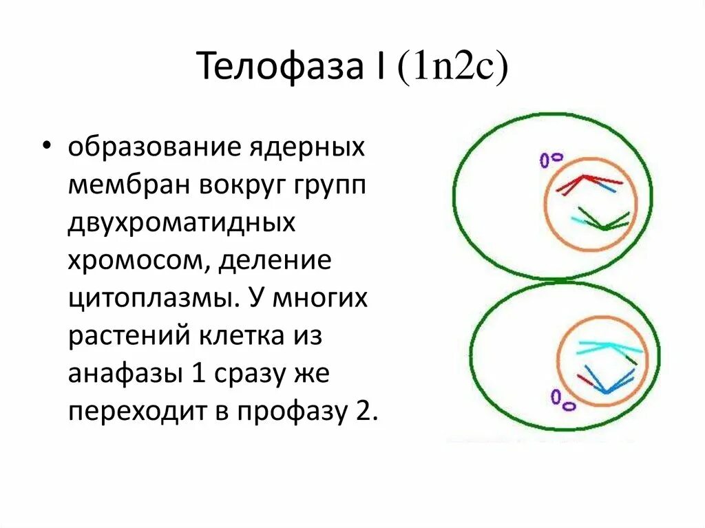 Мейоз 1 телофаза 1. Телофаза мейоза 1. Мейоз 2 телофаза 2. Телофаза 1 рисунок.