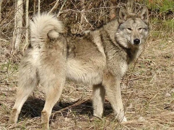 Wolf Hybrid - My Dog Breeders - Part 134