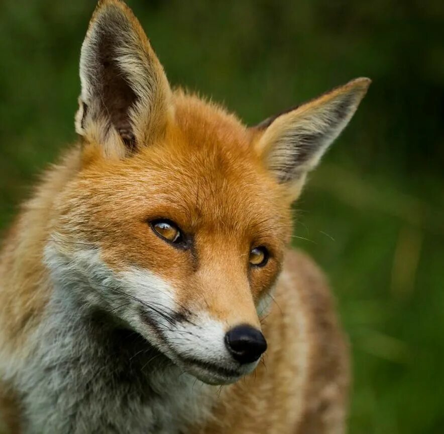 хитрая лиса. морда лисы. лисы фыр фыр. хитрая лиса. хитрая лиса.