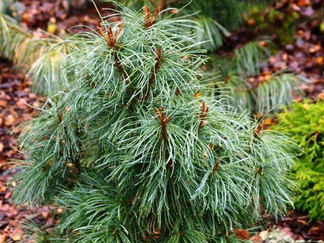 Хвойные таксон. Pinus pumila compacta.