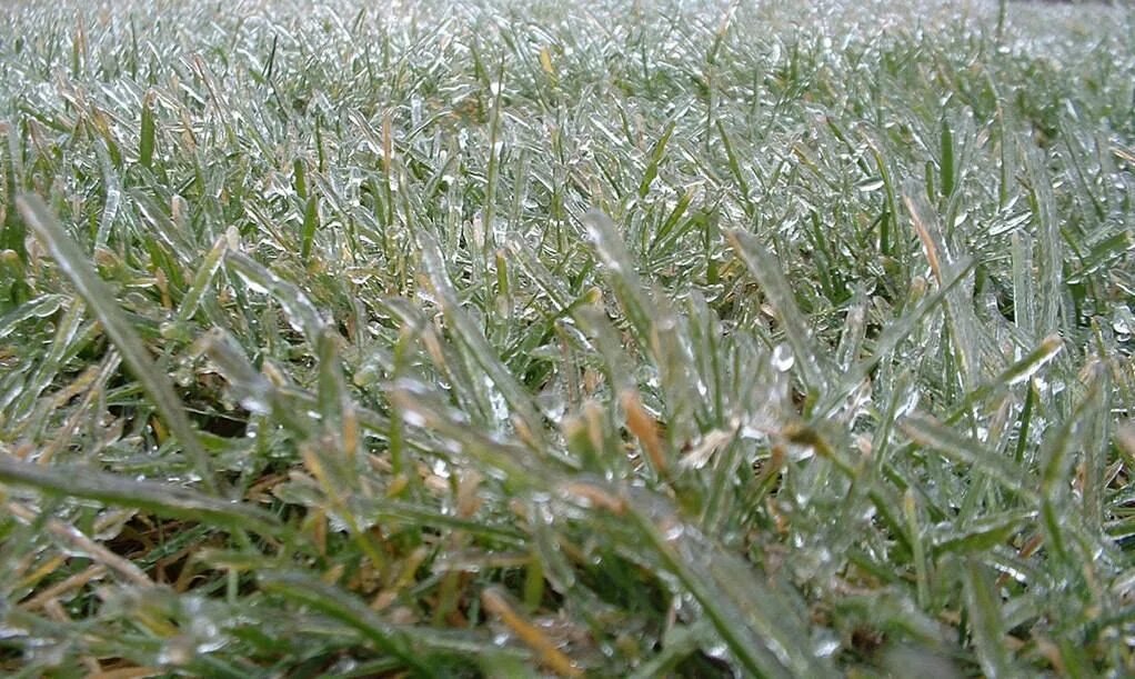 Благодаря дождям посевы были спасены