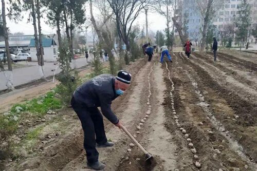 Картофель Таджикистан. Картошка в Таджикистане. Сбор картошки в Таджикистане. Как садят картошку в Таджикистане.