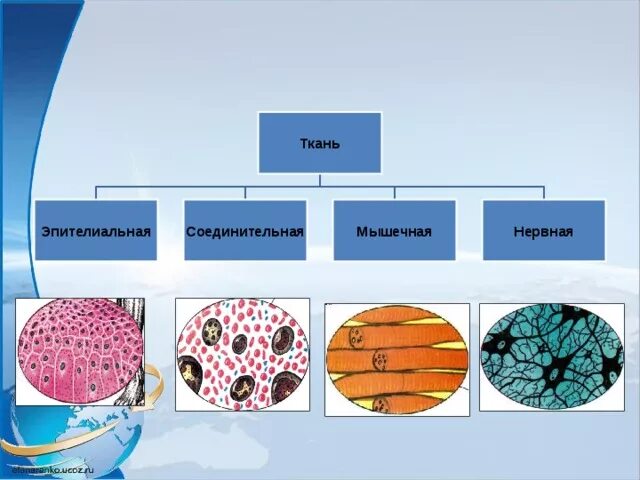 Ткани эпителиальная соединительная мышечная нервная. Ткань 1)  соединительная 2)  эпителиальная. Соединительная ткань мышечная ткань нервная ткань эпителиальная. Эпителиальная ткань и соединительная ткань. Укажите ткань животного