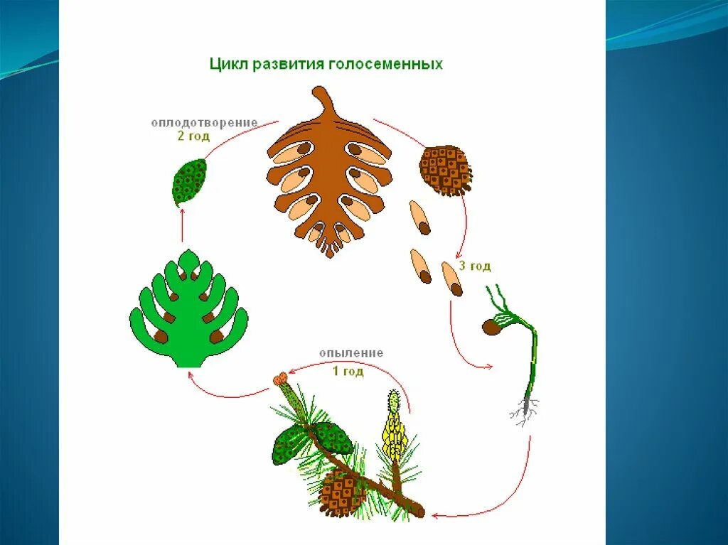 Схема опыления хвойных. Процесс размножения голосеменных растений. Размножение голосеменных растений схема. Размножение голосеменных сосн. Цикл голосеменных схема.