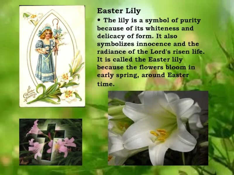 Lily is the best. Easter lily. белая лилия как символ пасхи. проект national flower fact file. easter lily от lili bermuda.