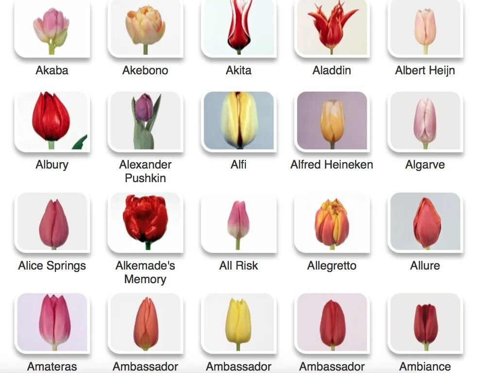 Сорта тюльпанов по алфавиту. Язык цветов любовь. Сорта тюльпанов по алфавиту. Цвет цветов значение тюльпанов. Тюльпан символизирует.